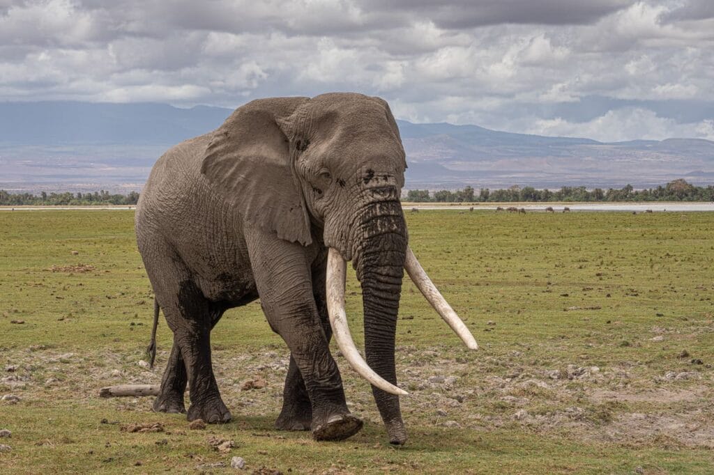 Angama Amboseli 3