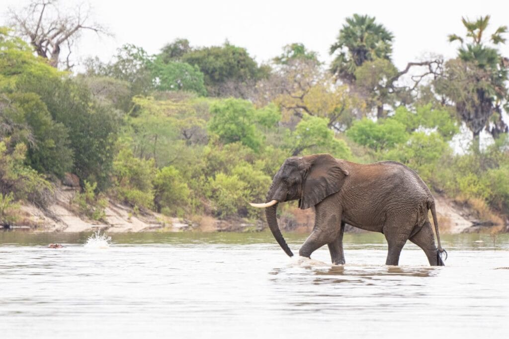 Elephant Rufiji