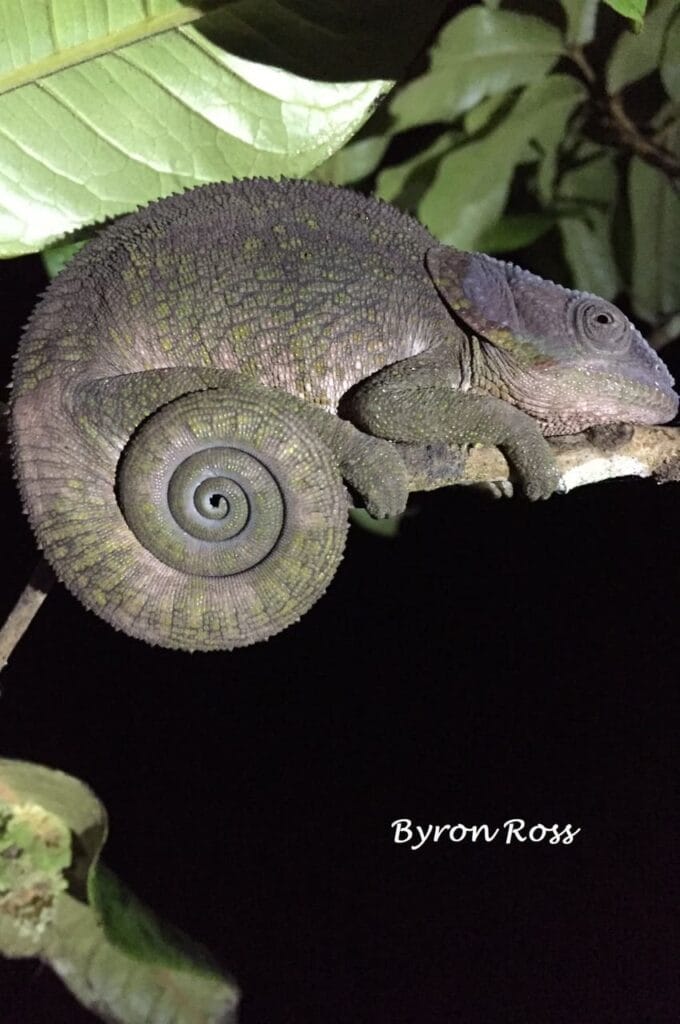Elephant - eared Chameleon