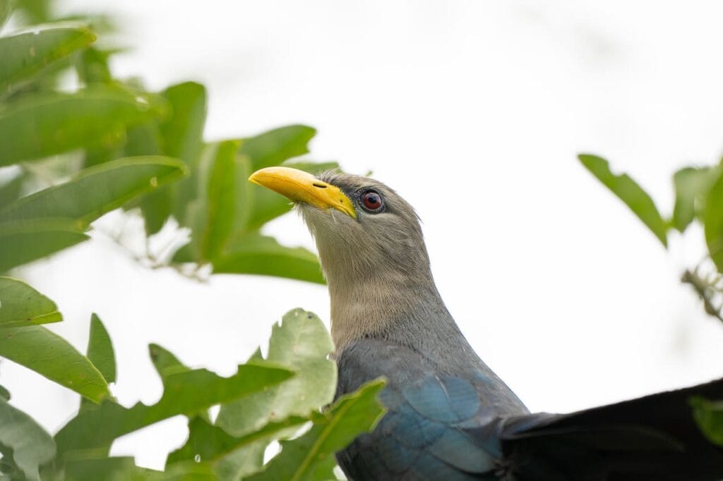 Green Malkoha