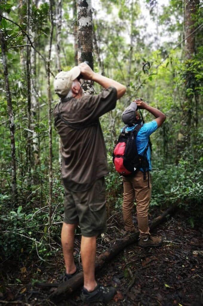 Indri watching